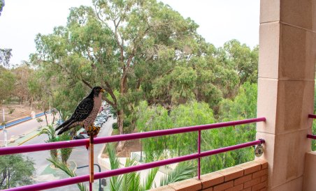 Apartment / flat - Resale - Guardamar del Segura - Center