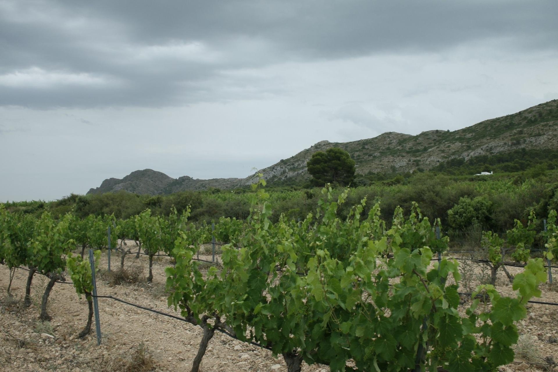 Nouvelle construction - Villa - Yecla