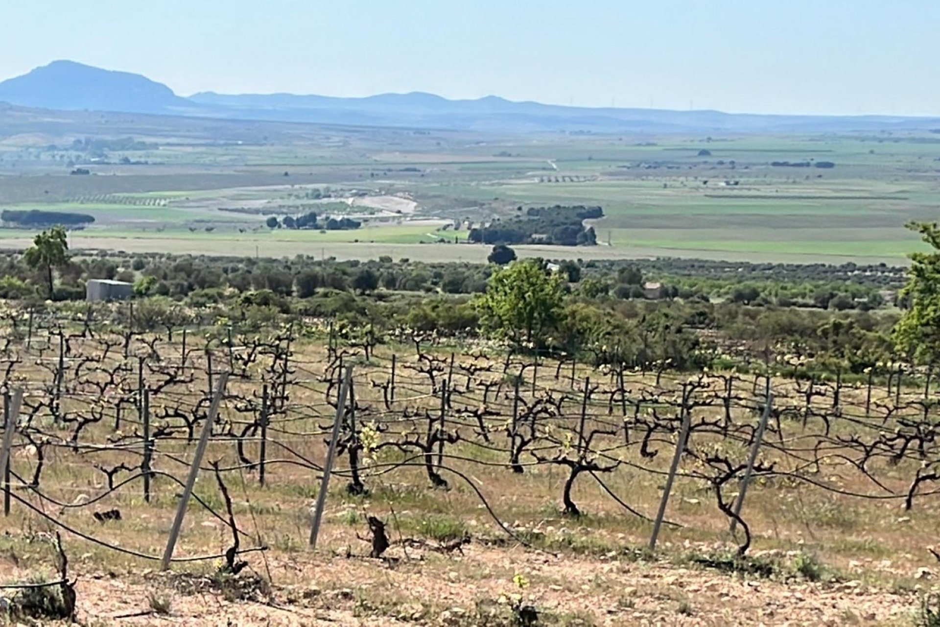 Nouvelle construction - Villa - Yecla