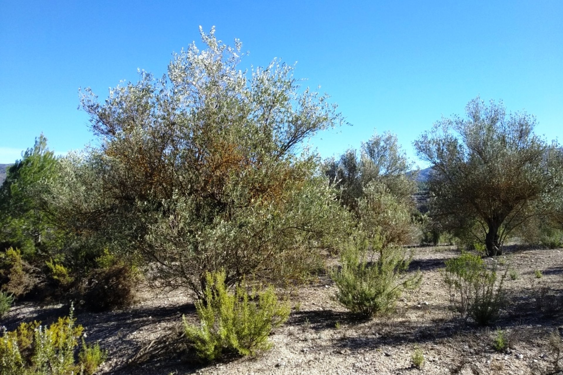 Resale - Plot / Land - Benimarfull