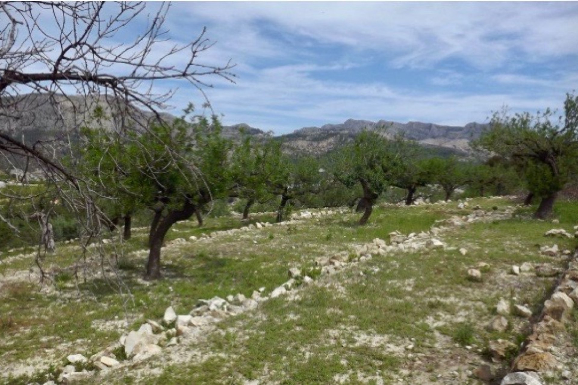 Resale - Plot / Land - Callosa d'en Sarrià - Callosa d En Sarrià