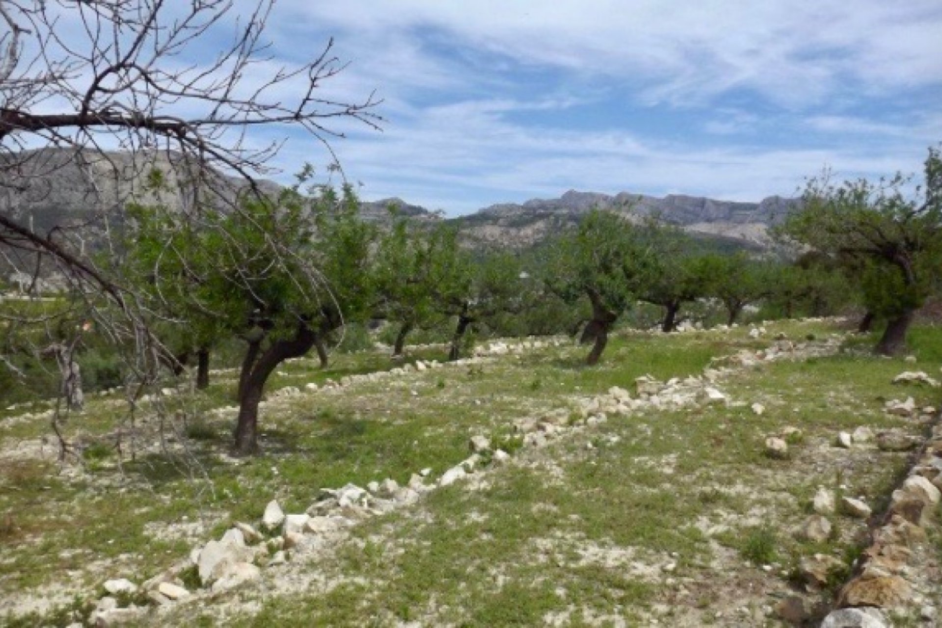 Resale - Plot / Land - Callosa d'en Sarrià - Callosa d En Sarrià