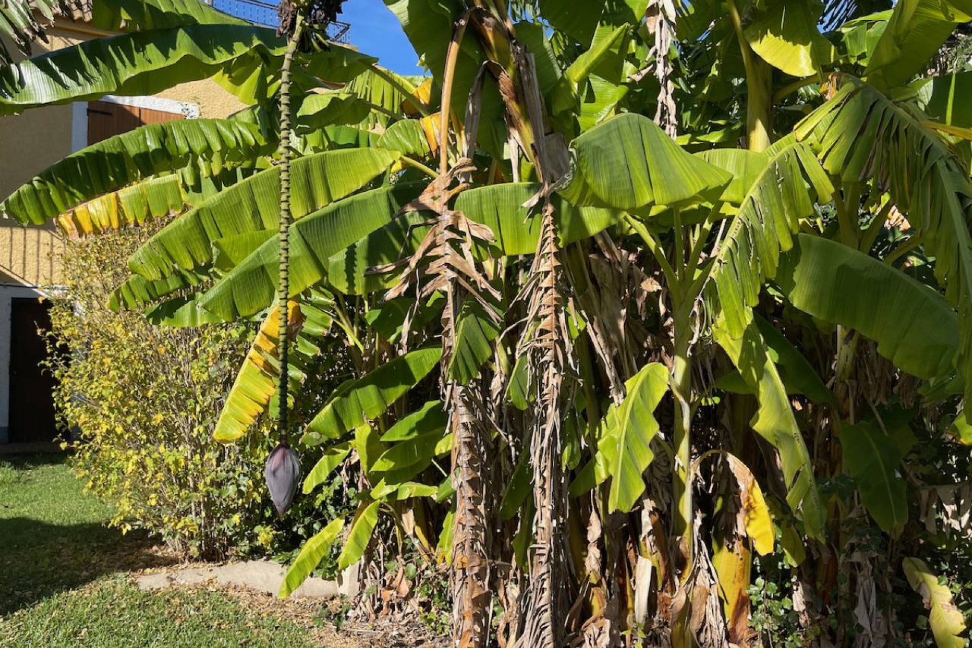 Resale - Villa - Daya Nueva