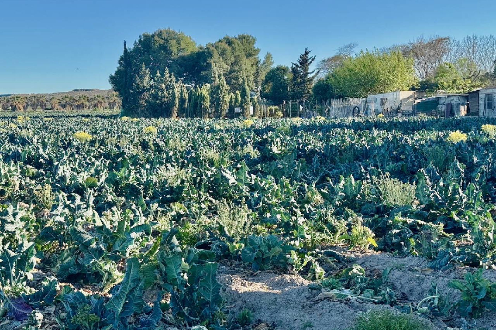 Resale - Villa - Guardamar del Segura