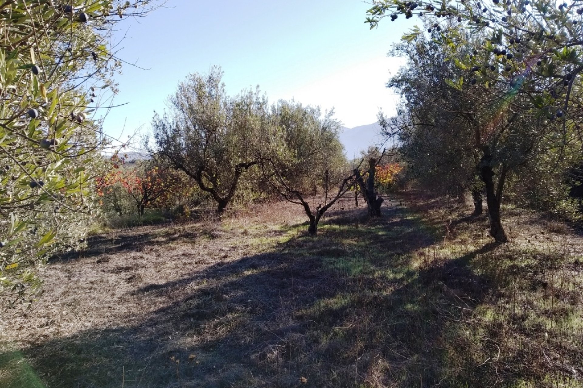 Reventa - Parcela / Terreno - Benimarfull