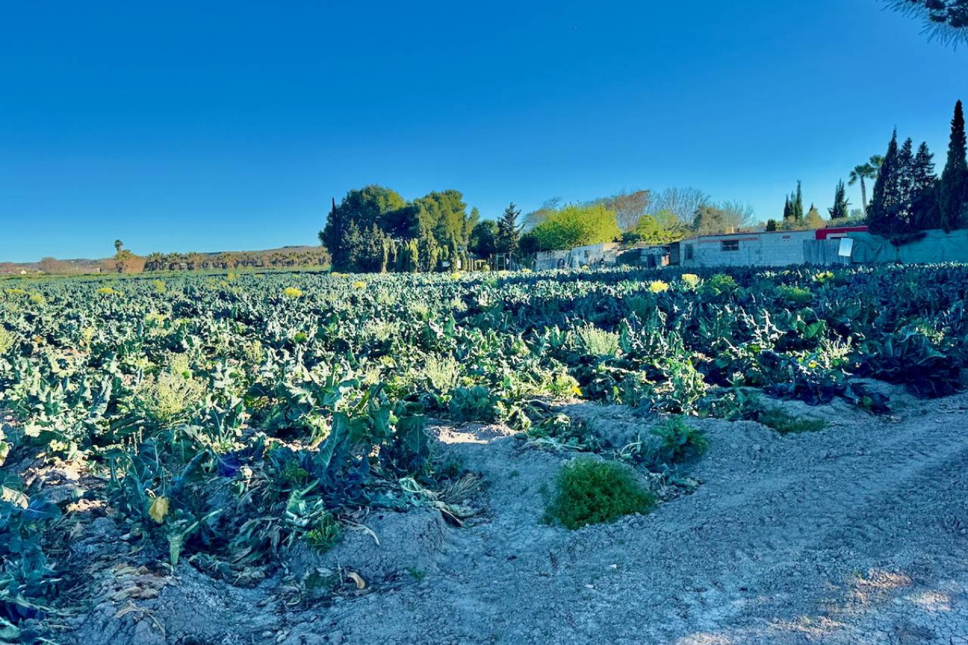 Reventa - Villa - Guardamar del Segura