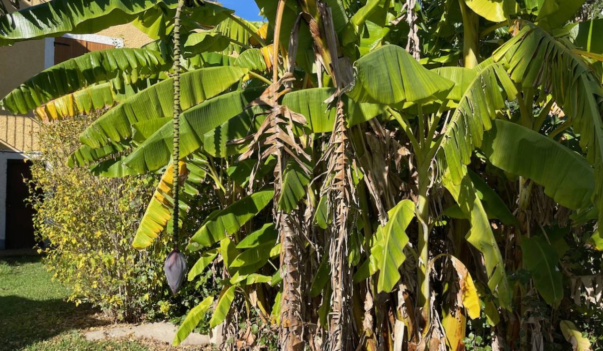 Resale - Villa - Daya Nueva