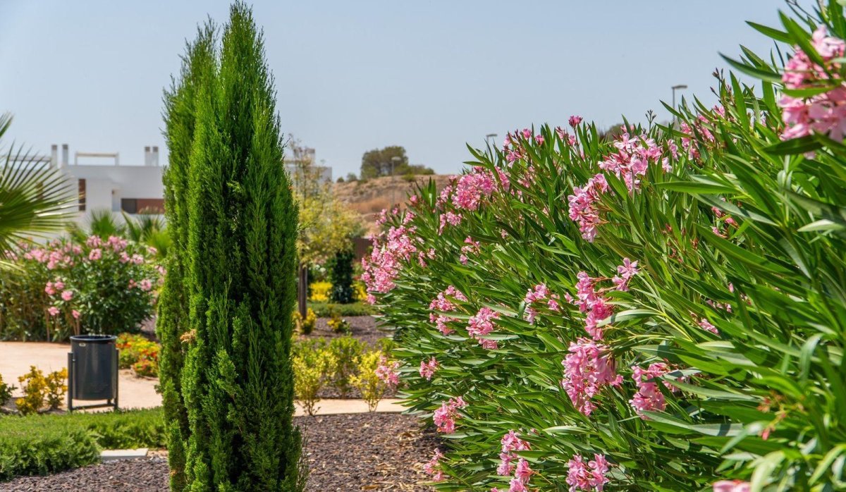 Nouvelle construction - Top Floor Bungalow - Orihuela - Vistabella Golf