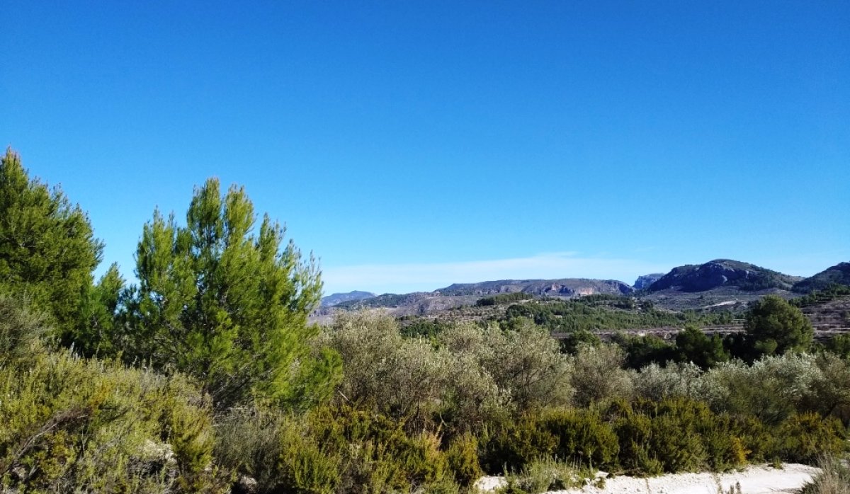 Reventa - Parcela / Terreno - Benimarfull