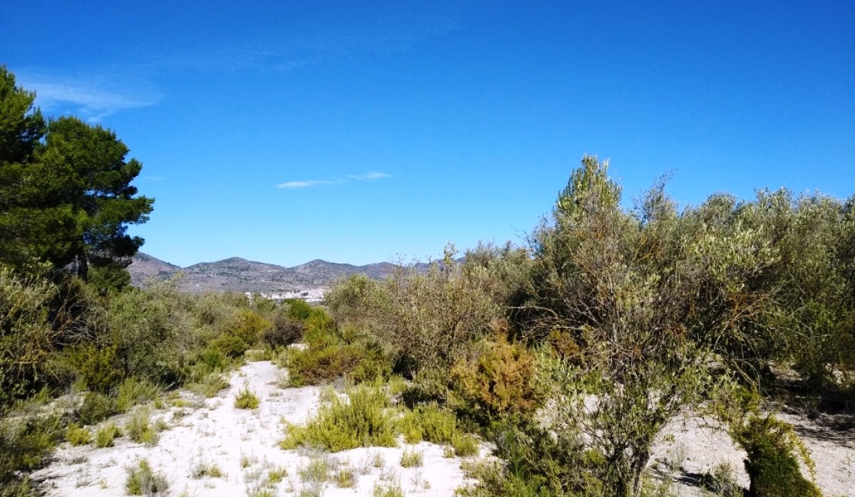 Reventa - Parcela / Terreno - Benimarfull