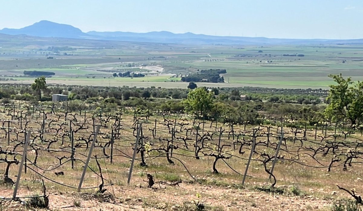 Nouvelle construction - Villa - Yecla