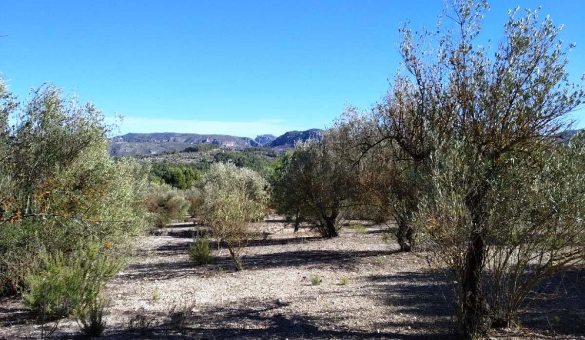 Reventa - Parcela / Terreno - Benimarfull