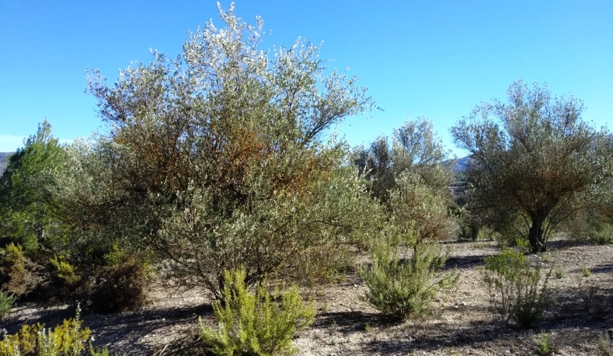 Reventa - Parcela / Terreno - Benimarfull