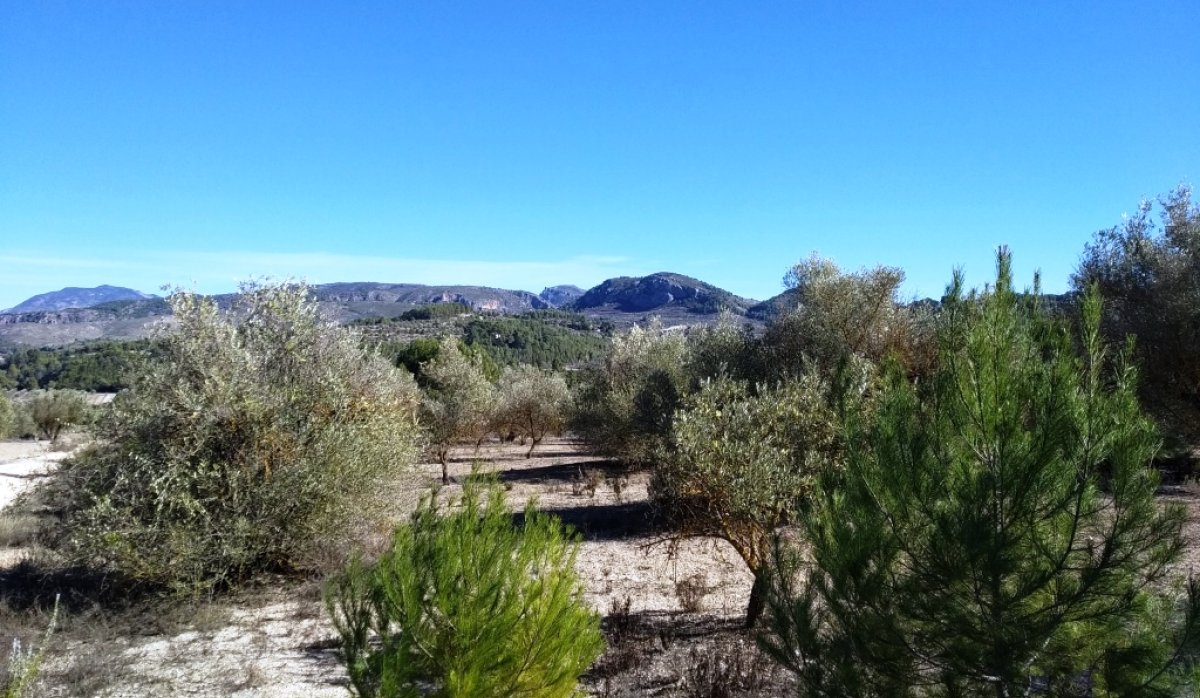 Reventa - Parcela / Terreno - Benimarfull