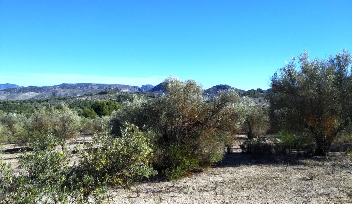 Reventa - Parcela / Terreno - Benimarfull