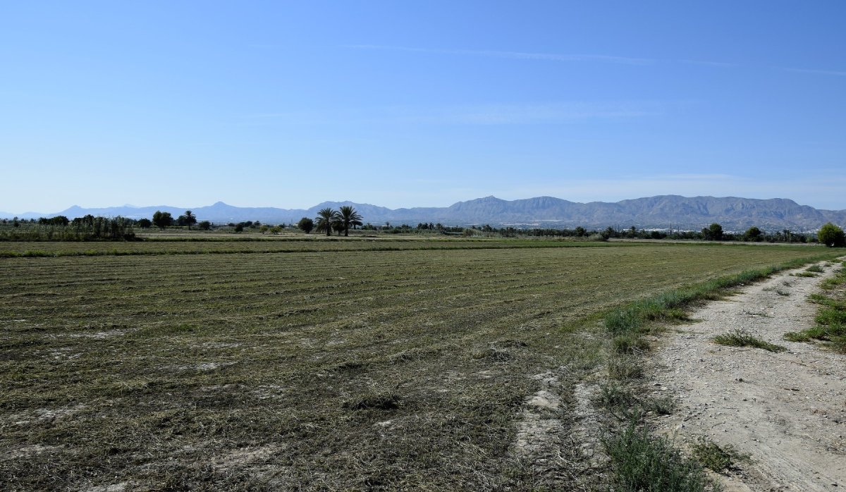 Reventa - Parcela / Terreno - Catral