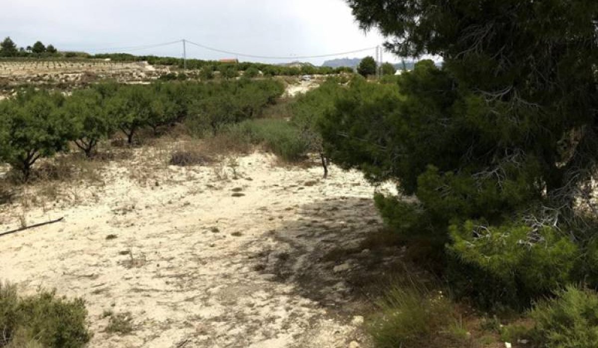 Revente - Parcelle / Terrain - Pilar de la Horadada - La Perdiz