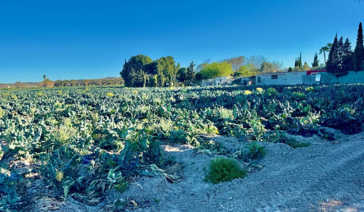 Reventa - Villa - Guardamar del Segura