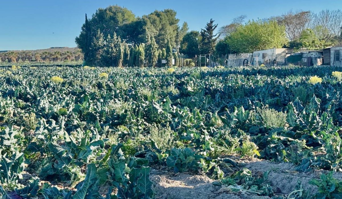 Reventa - Villa - Guardamar del Segura